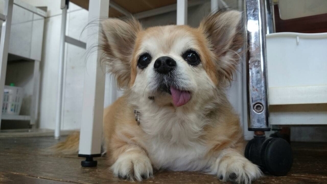 愛犬と登校できます!