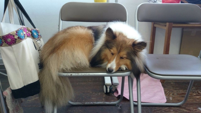 愛犬と登校できます!