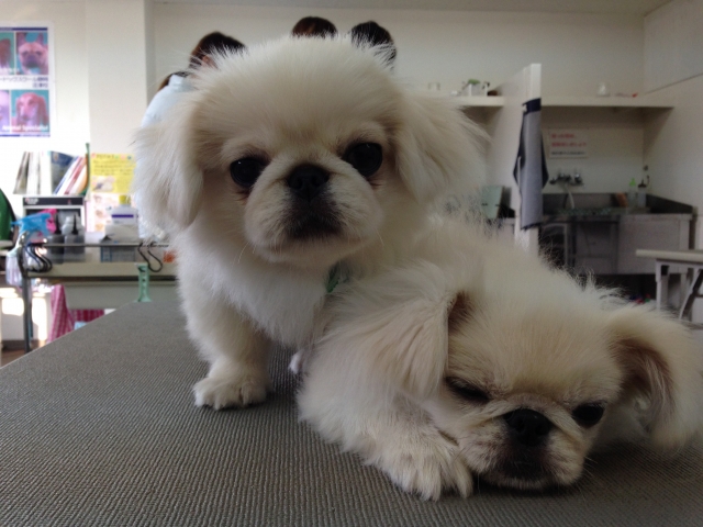 愛犬と登校できます!