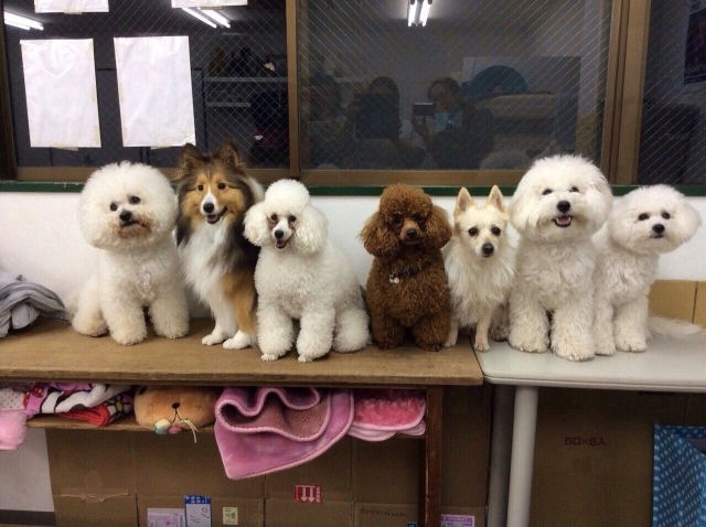 愛犬と登校できます!