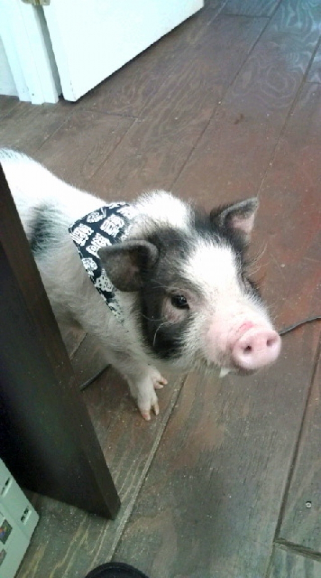 色々な動物がいます!