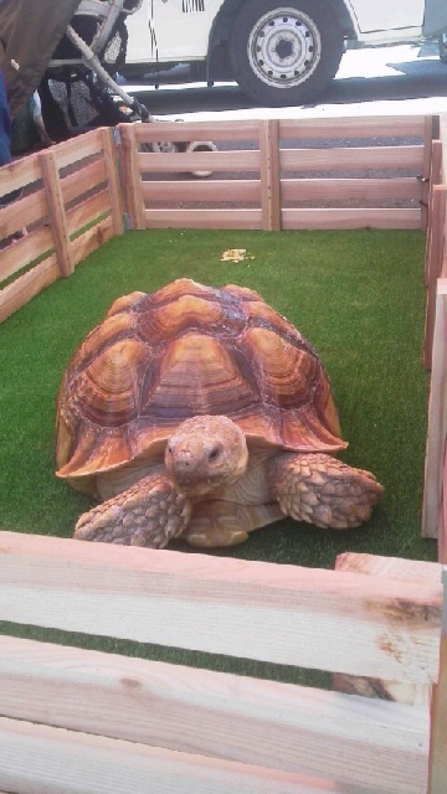 色々な動物がいます!