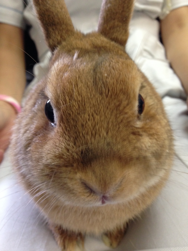 移動動物園 カントリーファームがやってくるっ!!