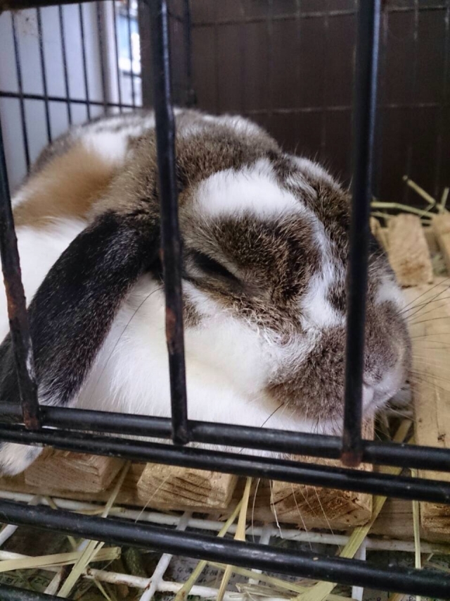 移動動物園 カントリーファームがやってくるっ!!