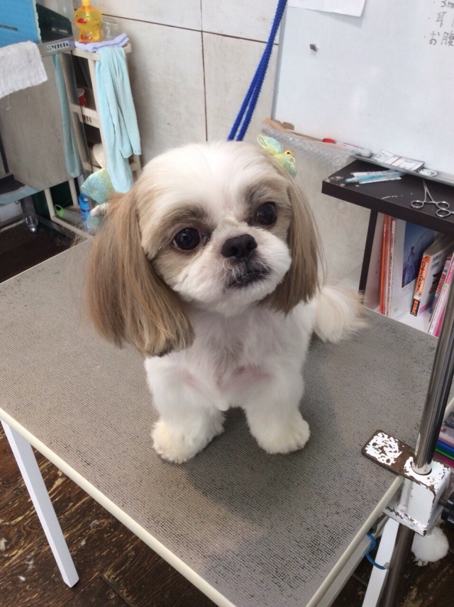 本日はモデル犬わんこ特集!!