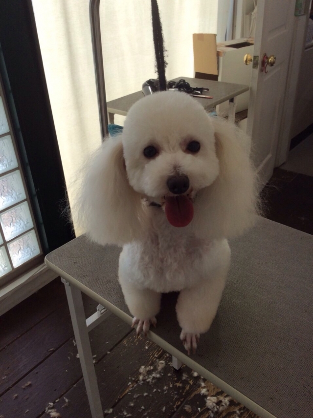 本日はモデル犬わんこ特集!!