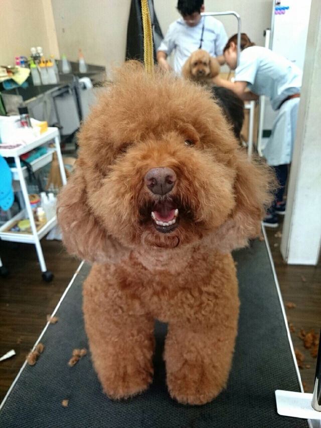 本日はモデル犬わんこ特集!!