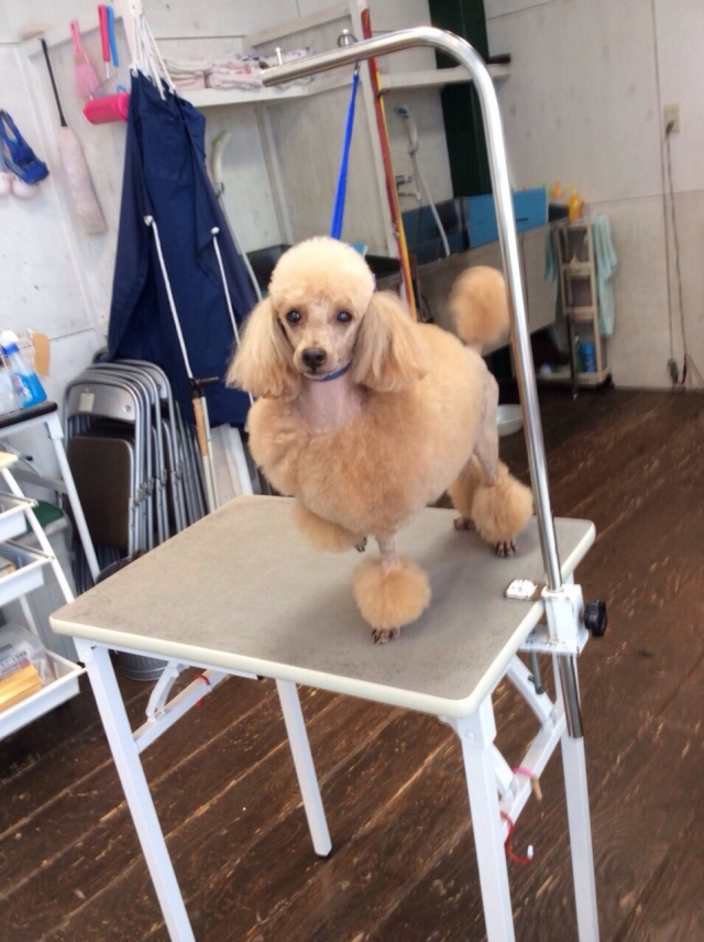 本日はモデル犬わんこ特集!!