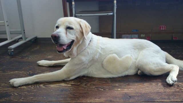 本日はモデル犬わんこ特集!!