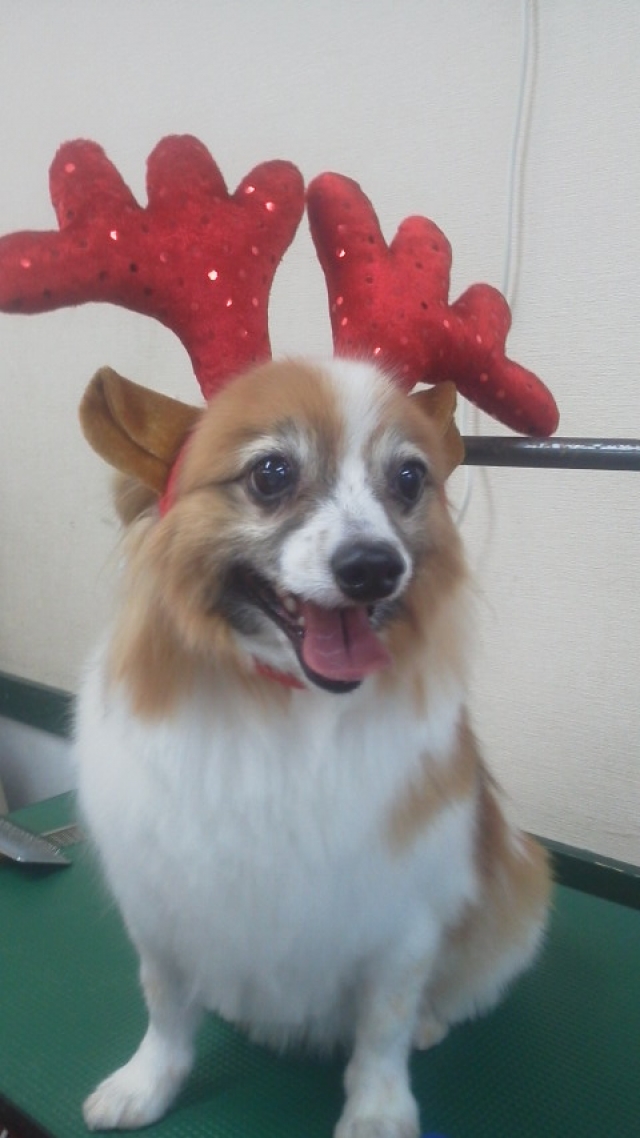 クリスマスシーズン!!まだ入学希望者受付可能です!!