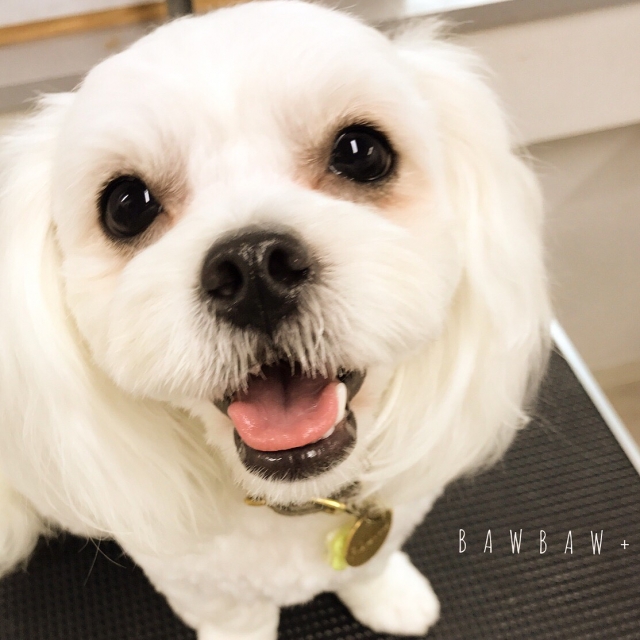 卒業生が直営店BAWBAWで多数活躍中✂