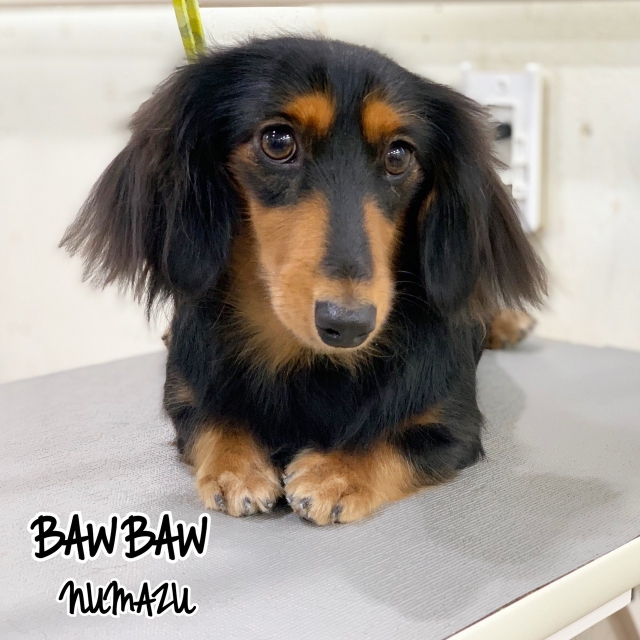 下北沢校モデル犬・大・大募集!!