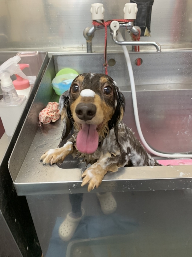 下北沢校モデル犬・大・大募集!!