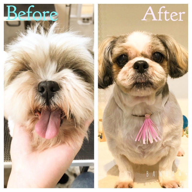 下北沢校モデル犬・大・大募集!!