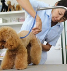 沼津校 【Yさん】プロトリマー1級・小動物看護士・社会人クラス