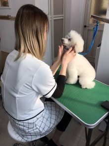 下北沢校【Sさん】 プロトリマー1級・小動物看護士・高等部